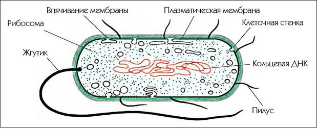 Оболочка клетки прокариот. Впячивания мембраны у бактерий. Впячивания мембраны бактериальной клетки. Мембрана прокариотической клетки. Плазматическая мембрана в прокариотической клетке.