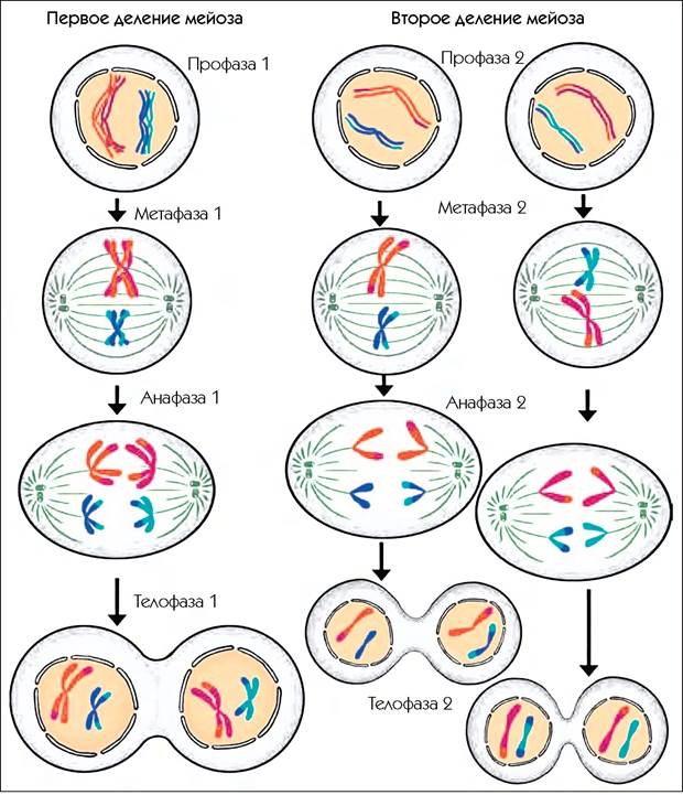 Схема мейоза в картинках