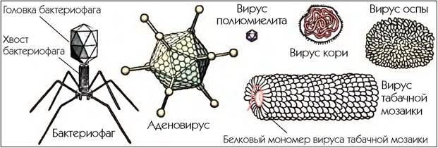 Вирусы паразиты. Вирусы примеры. Вирусы паразиты примеры. Известные вирусы паразиты.