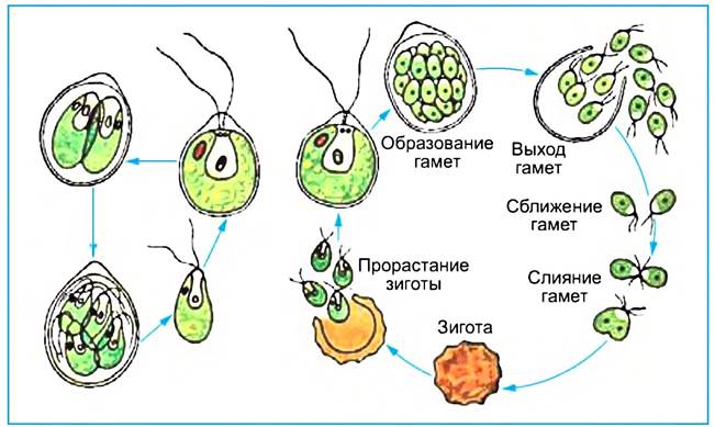 Жизненный цикл хламидомонады схема