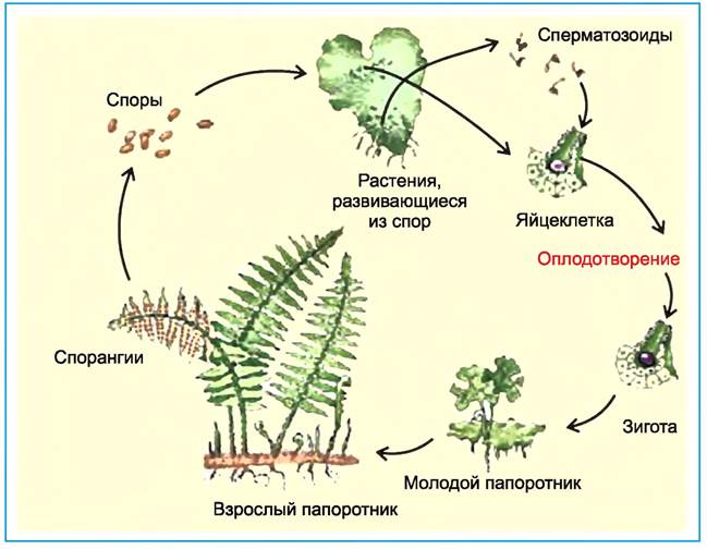 Схема размножения споровых растений