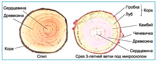 Сердцевина рисунок. Схема строения древесного стебля. Строение древесного стебля покрытосеменных растений. Внутреннее строение стебля дуба. Срез древесного стебля строение.