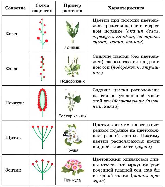 Какими цифрами на схеме обозначены группы организмов к которым относят изображенных растения