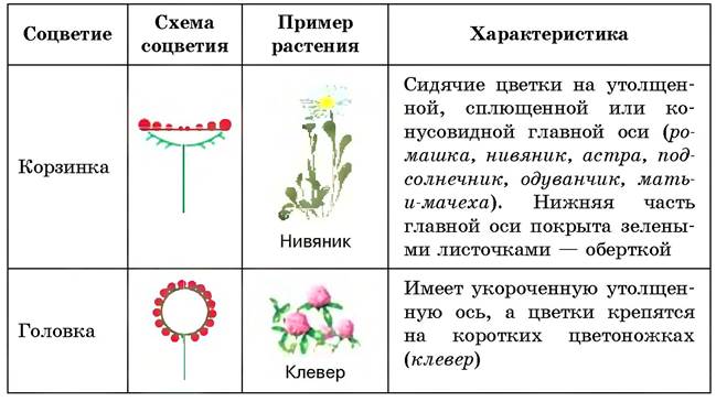 Используя информацию представленную в параграфе составьте схему классификации соцветий цветковых