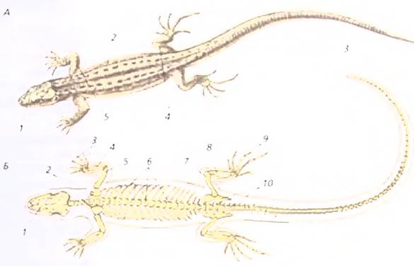 Ящерица 7 букв. Строение тела ящерицы 7 класс рисунок 138. Яйцеродные четвероногие рептилии примеры. Ditacke 0.7 с ящерицей.