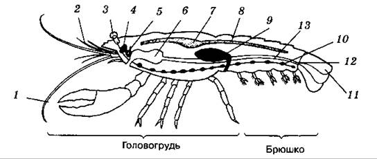 Внутреннее строение рака биология 7 класс картинки