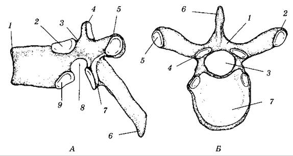 Строение позвонка рисунок