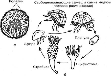 Размножение медуз схема