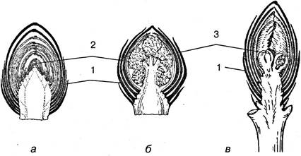 Строение 13. Строение генеративной почки вишни. Строение вегетативной и генеративной почки. Строение вегетативной почки дуба. Строение почки растения.