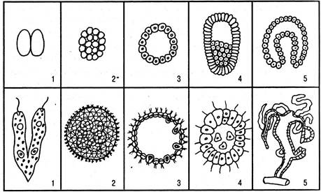 Рассмотрите рисунок на котором изображен процесс образования многоклеточного зародыша