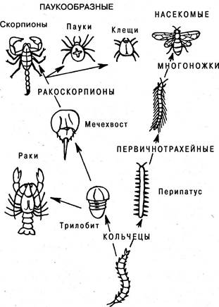 Сообщение о происхождении и эволюции членистоногих. Происхождение насекомых. Схема появления насекомых. Эволюция червей схема. Предки насекомых.