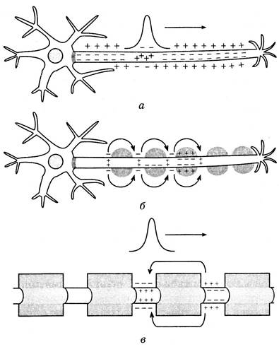 Скорость нервного импульса. Скорость проведения нервного импульса по нервным волокнам. Миелиновые волокна скорость проведения нервного импульса. Механизм проведения нервного импульса. Механизм передачи нервного импульса по нервному волокну.