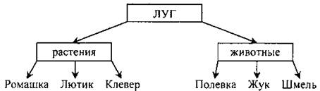 Дополните схемы следующих цепей питания тимофеевка луговая